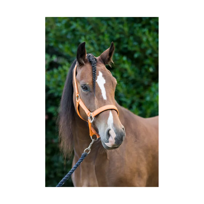 Cameo Fieldsafe Headcollar in Orange-1
